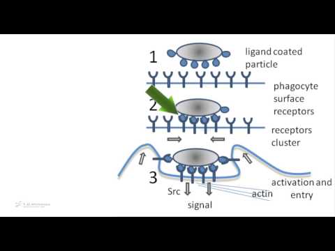 Video: Differenza Tra Fagocitosi E Pinocitosi