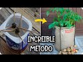 ¿se pueden GERMINAR patatas sin USAR PATATAS? Experimento En Casa || La Huertina De Toni