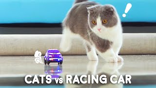 What Toys Do Cats Love? #7