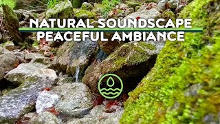 Forest River Sounds | 8 H Calming Water & Nature Sounds for Sleep, Study, Relax Escape into nature