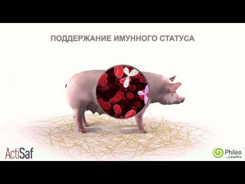 ActiSaf для супоросных свиноматок
