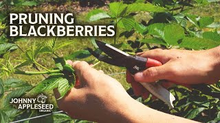 Pruning Blackberry Plants | When and Why