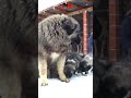 Grizzly with his siblings