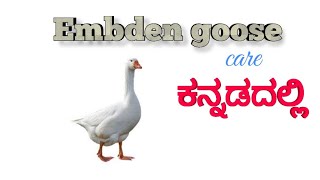 Embden goose care in Kannada.