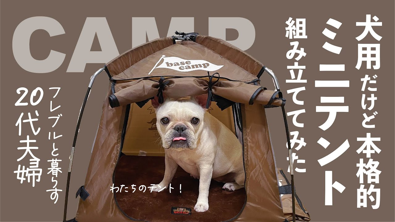 かわいい わんこ用テント組み立ててみた フレブルと暮らす代夫婦 アウトドアなび