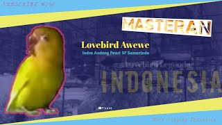 Masteran Lovebird KONSLET AWEWE Ngekek Panjang π Ampuh Paling Dicari π΄ Mudah Ditiru Bahan