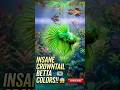 5 INSANE Betta Fish Colors You Won’t Believe! 😱 #shorts #bettafish #aquarium