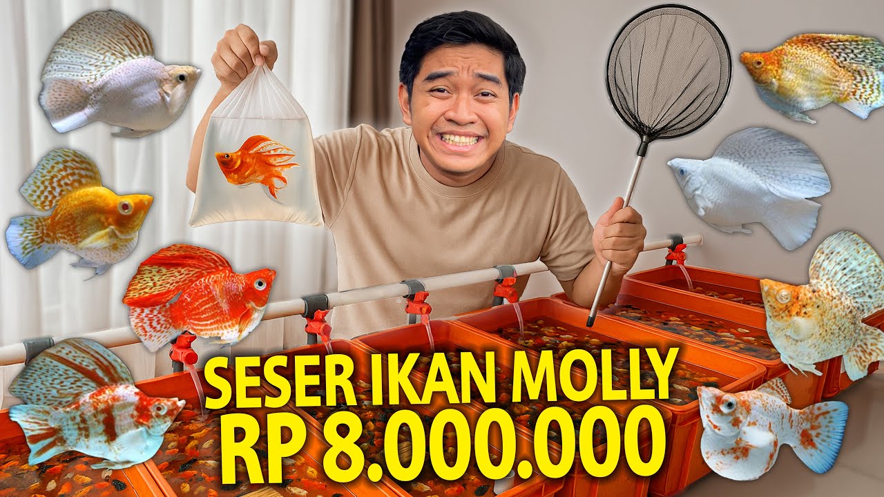 SESER IKAN MOLLY VIRAL KITA BAWA BUAT PELIHARA! GILA BANGET TERNYATA HARGANYA SAMPAI RP 8JUTAAN!