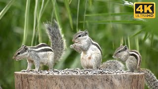 Cat & Dog TV Squirrels Watching - 10 Hours Squirrels Video For Cats To Watch - 4k UHD by Awesome Nature  806 views 7 months ago 10 hours