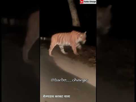 रामनगर नैनीताल में आदमखोर बाघ की दहशत।Jim Corbett #ramnagar #viral #baagh #jimcorbett  @turbocharge27