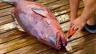 Hungover Spearfishing for a Monster Snapper – Too Many Margaritas!”
