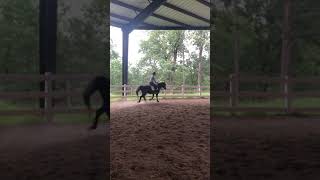 Zorro cantering 6 26 20