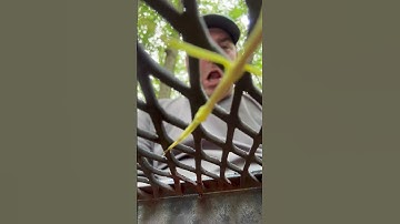 OMG it moved!!! 🐛🌿 #bugs #forest #tree #insects #stickbug #woods #outdoors #outdoorlife