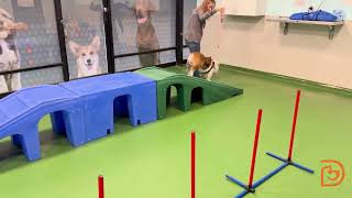 Dogtopia of Brick Agility Course Video!