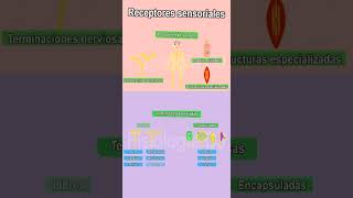 Receptores sensoriales del sistema nervioso | Terminaciones nerviosas