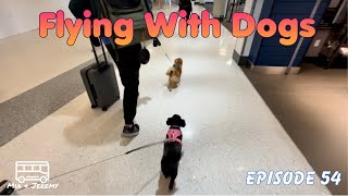 HOW TO: FLY WITH SMALL PETS IN THE CABIN | Our Adventures Ep.54