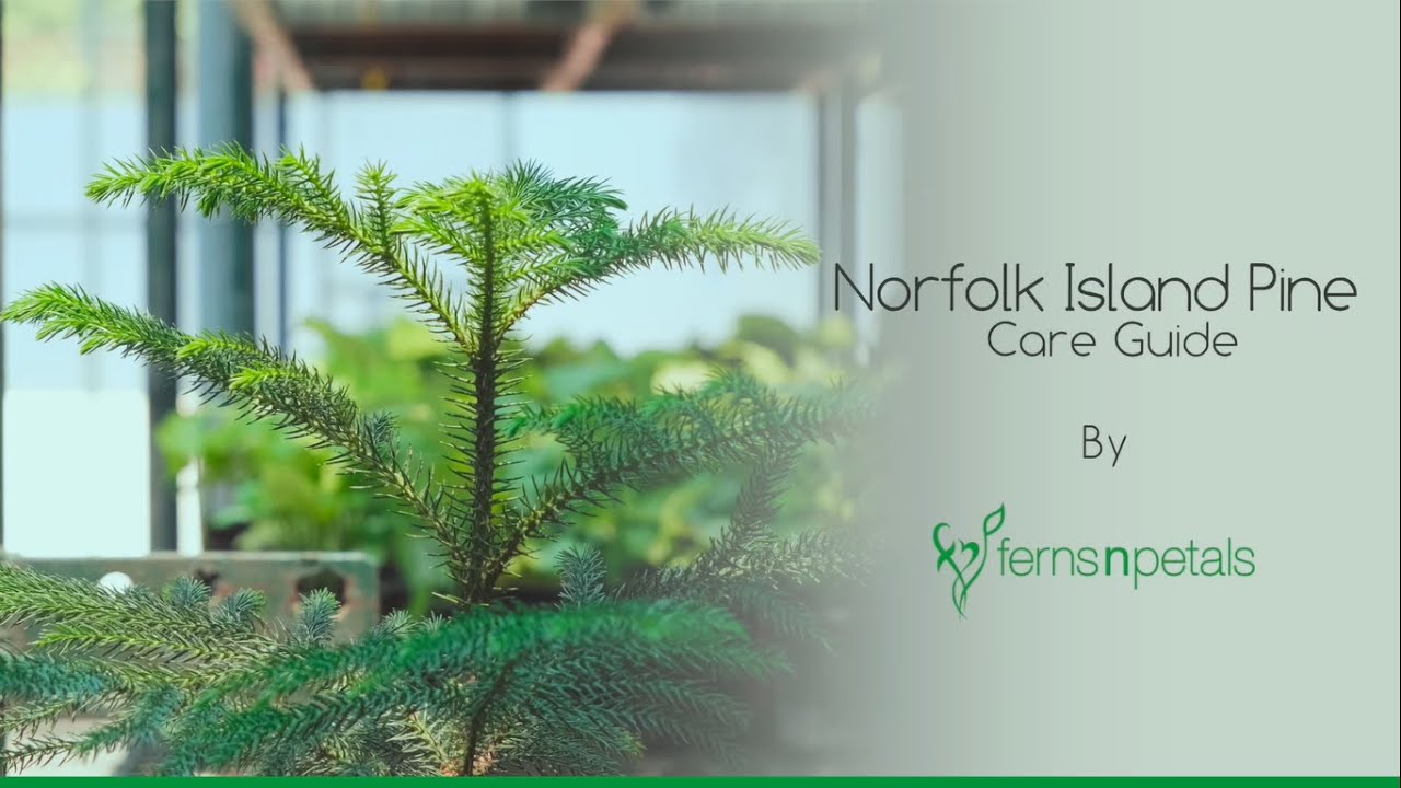 Happycorners Norfolk Island Pine Care Guide By Ferns N Petals Youtube
