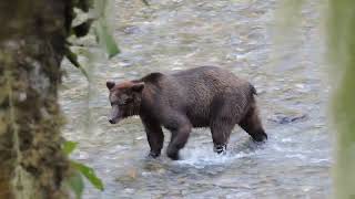 Brown Bear and her 3 cubs are fishing for Chum salmon