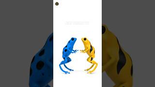 Games for cats | The frogs are jumping #cat #frog #catvideos #kitty #catplay