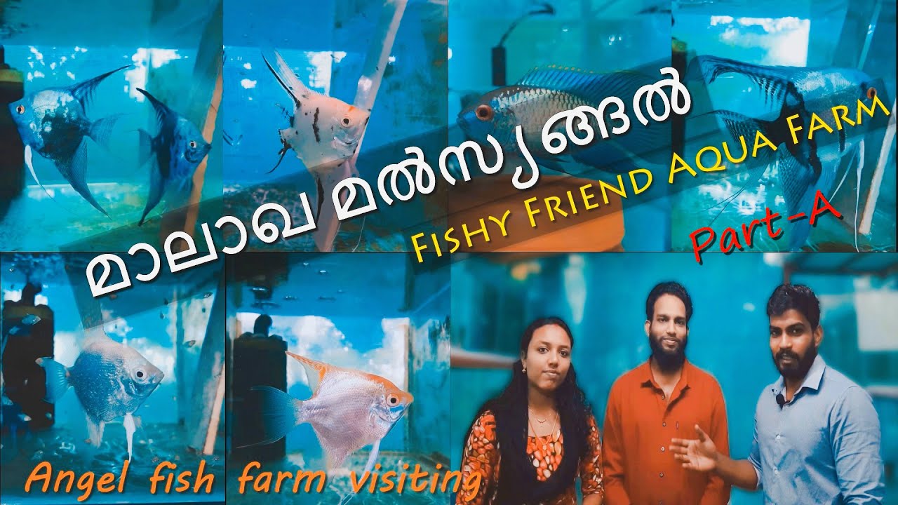 Angel Fish Farm Visit |Angel Fish Breeding |Fishy Friend Aqua Farm |Kerala Vlogs Channel |
