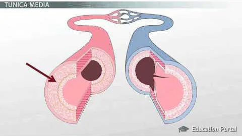 Qual o nome da estrutura presente em veias e vasos linfáticos que ajuda a evitar o refluxo de sangue e linfa?