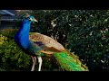 Peacock Mating Season 🦚 immersive peacock watching 🌞 Peacock feathers are growing back 🍀 &amp; Peahens 