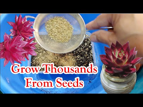 How to Grow Succulent From Seeds