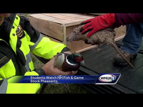 Pheasants released for