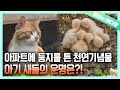 일촉즉발의 긴박한 상황, 아기 새들의 운명은?! | The Fate of Baby Birds... A Tinderbox Situation!!