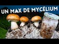 Culture de myclium pour une production massive de champignon