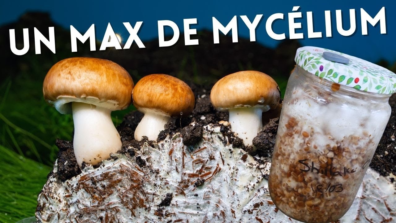 Culture de mycélium pour une production massive de champignon 