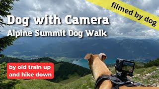 Dog in mountains   whippet dog with camera filming mountain Austria dog walk