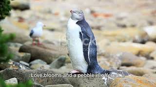 Coastal Guardians: New Zealand's Penguins and Seabirds