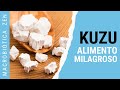 El kuzu y su poder curativo  en medicina natural macrobitica