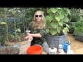 How to Grow Container Cucumbers by Nurse Amy