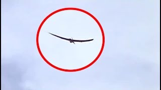 Real Pterosaur Caught On Camera? Do Pterosaurs Still Exist? by Epic Nature 22,027 views 6 years ago 1 minute, 42 seconds