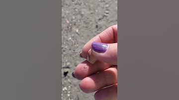 Calico Scallop!! #beach #ocean #shelling #holdenbeach