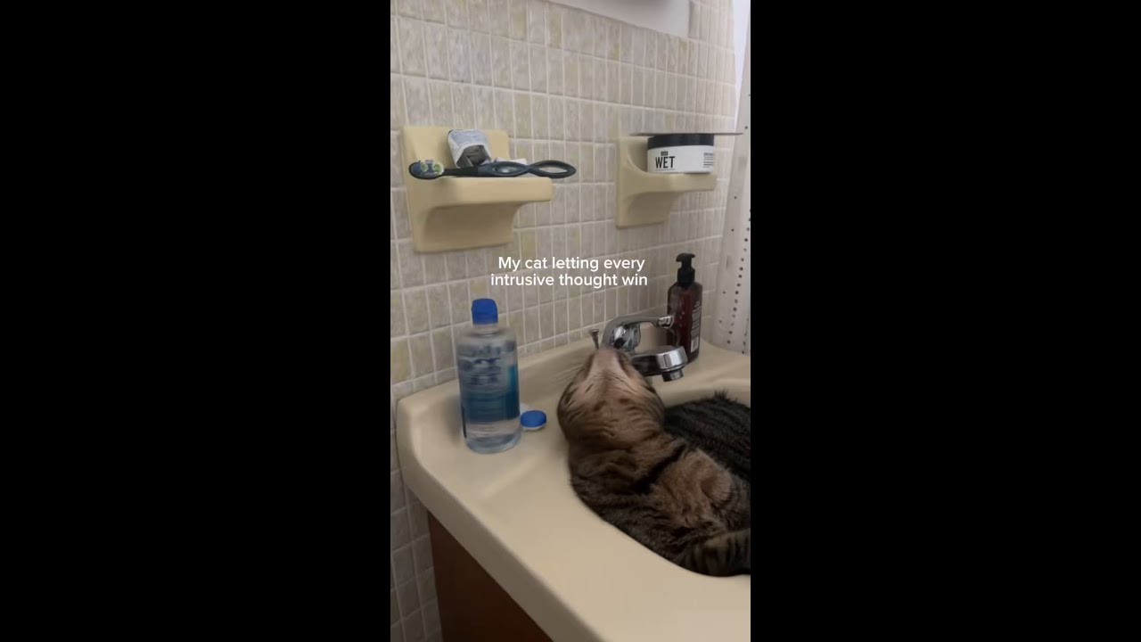 What was your cat’s last intrusive thought? 💭