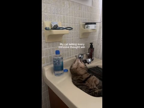 What was your catβs last intrusive thought? π