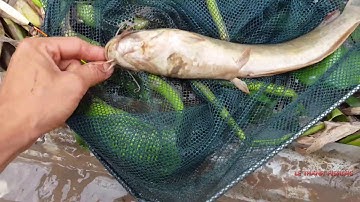 Móc Lỗ Câu Cá Trê Gặp Ổ Cá Trê Khủng Kéo Cong Cần Câu