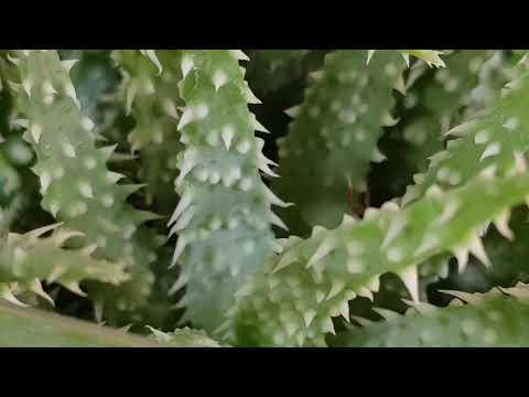 Video: Aloe Cap-formet - Scorpion Plante