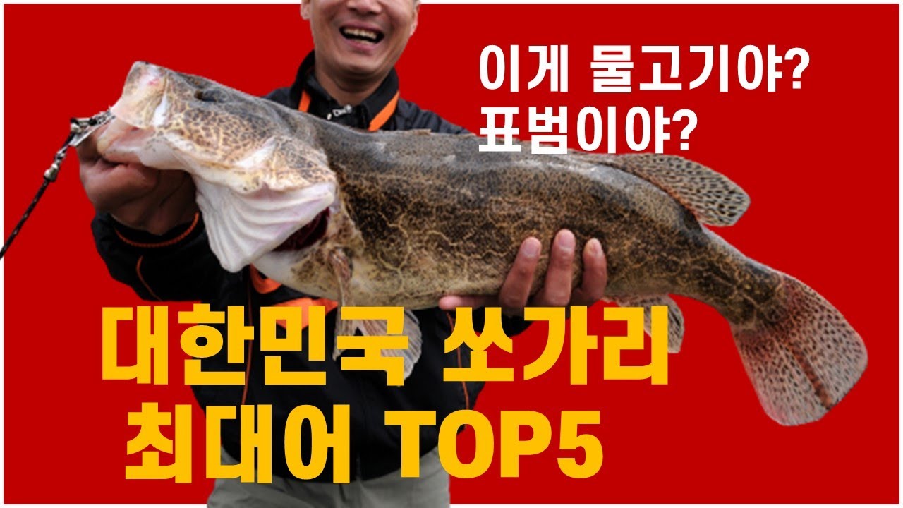 대한민국 쏘가리 최대어 톱5 _이게 물고기야? 표범이야?