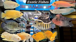Insha Aquarium exotic fishes shop Hyderabad Fateh darwaza | Wild & soft fishes collection available  screenshot 2
