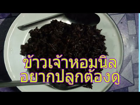 ข้าวเจ้าหอมนิล |วรินทร์ฟาร์ม ข้าวอินทรีย์ เมล็ดพันธุ์อินทรีย์ วรินทร์ฟาร์ม