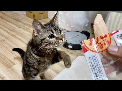 猫にささみの1本食いを許したら豹変してこうなりましたw