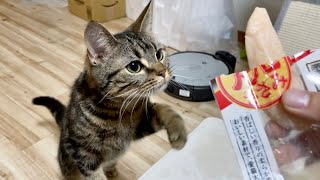 猫にささみの1本食いを許したら豹変してこうなりましたw