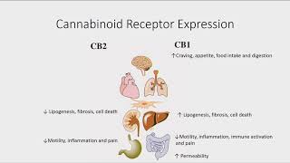 Steve Ottersberg - Physiological Basis of the Endocannabinoid System, and Phytocannabinoids - AHS19