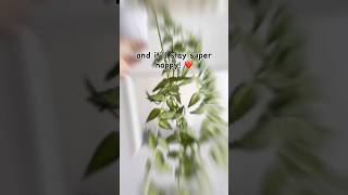 My Cutest, Easiest Hoya Variegated Bella