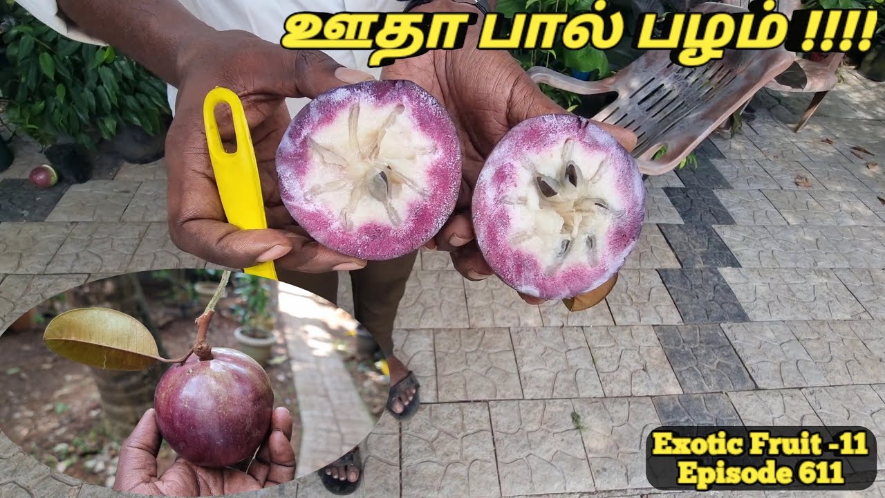 Do you know about Purple Star Apple  Chrysophyllum Cainito  Milk Fruit farm