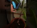 Blue morpho #butterfly #moths #animals #feedshorts #feed #viralshorts #viral #yoitubeshorts